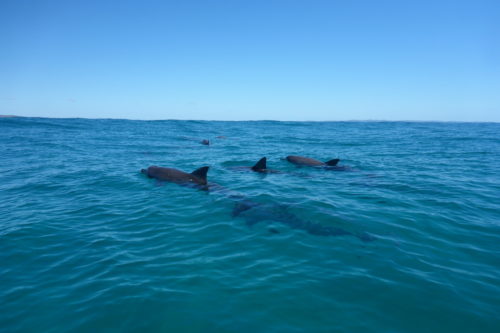 Dolphin Viewing
